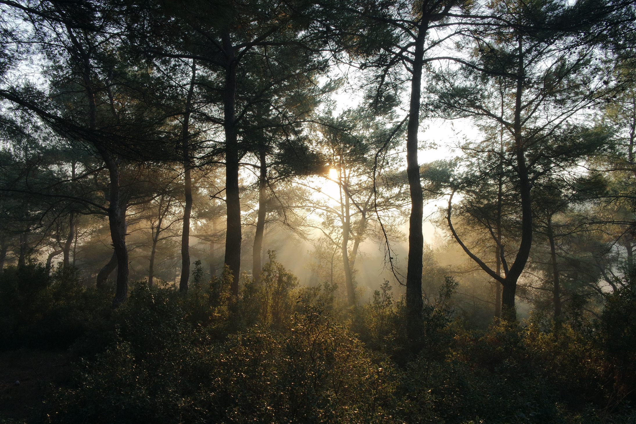 Black Forest