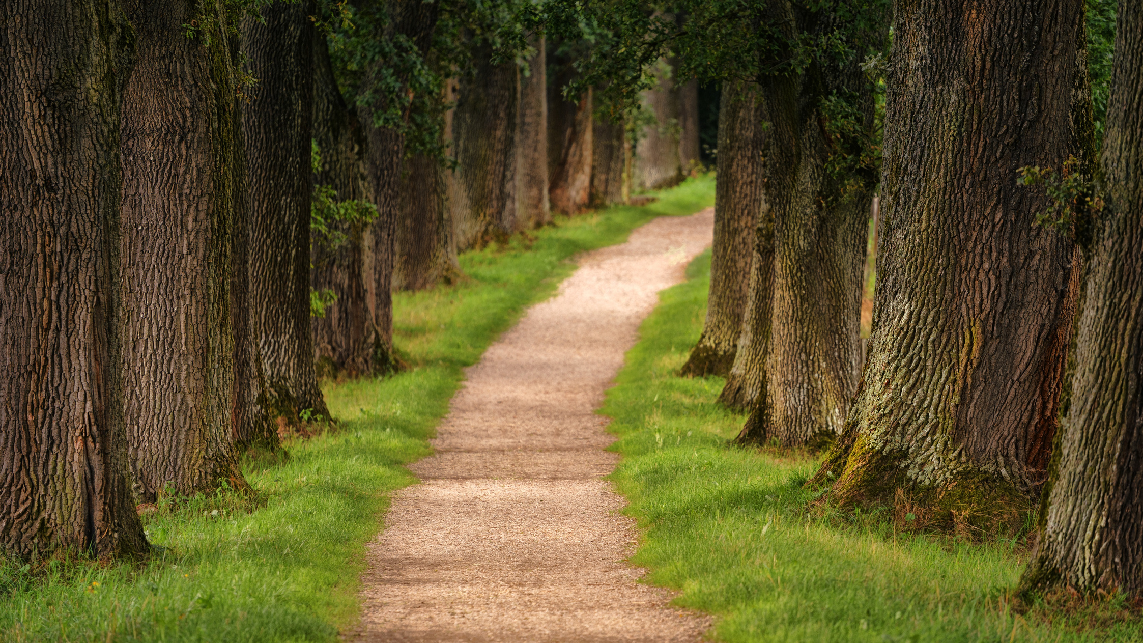 Forest Trees Pathway