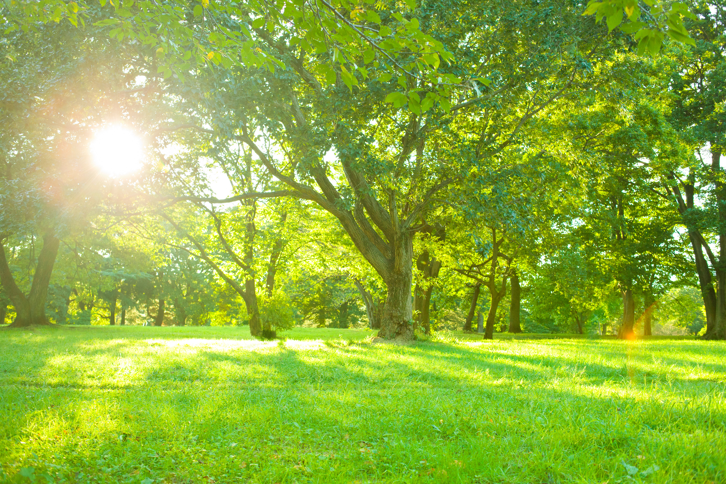 morning garden