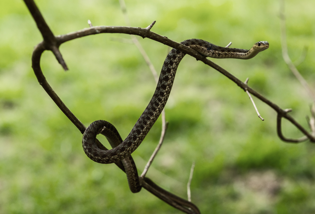 Garter Snake in Tree