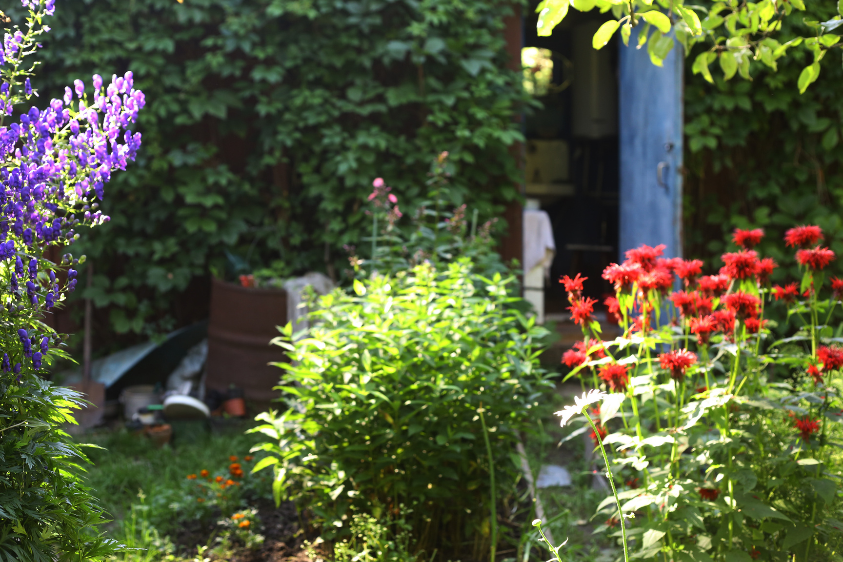 beautiful garen with bergamot flowers  and old shed