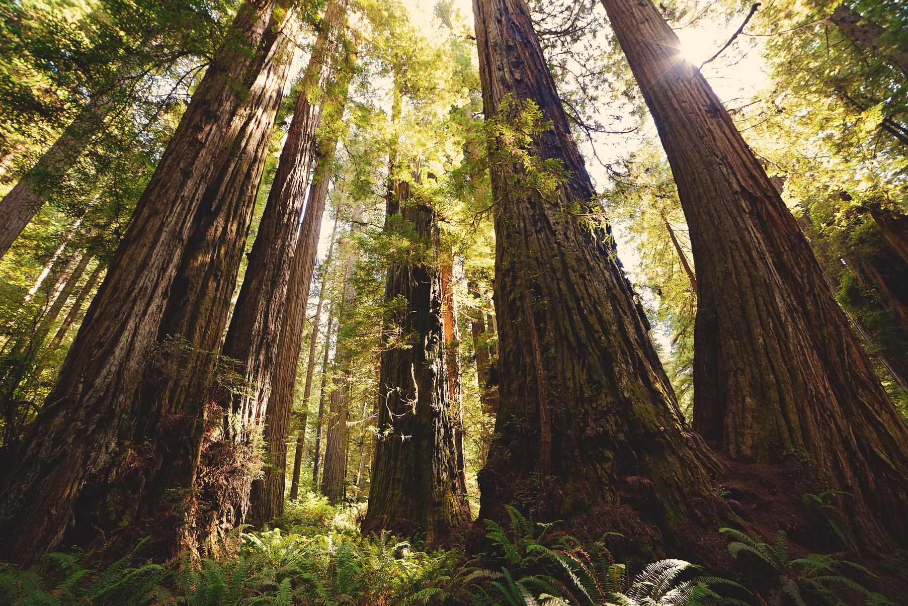 Redwood Forest