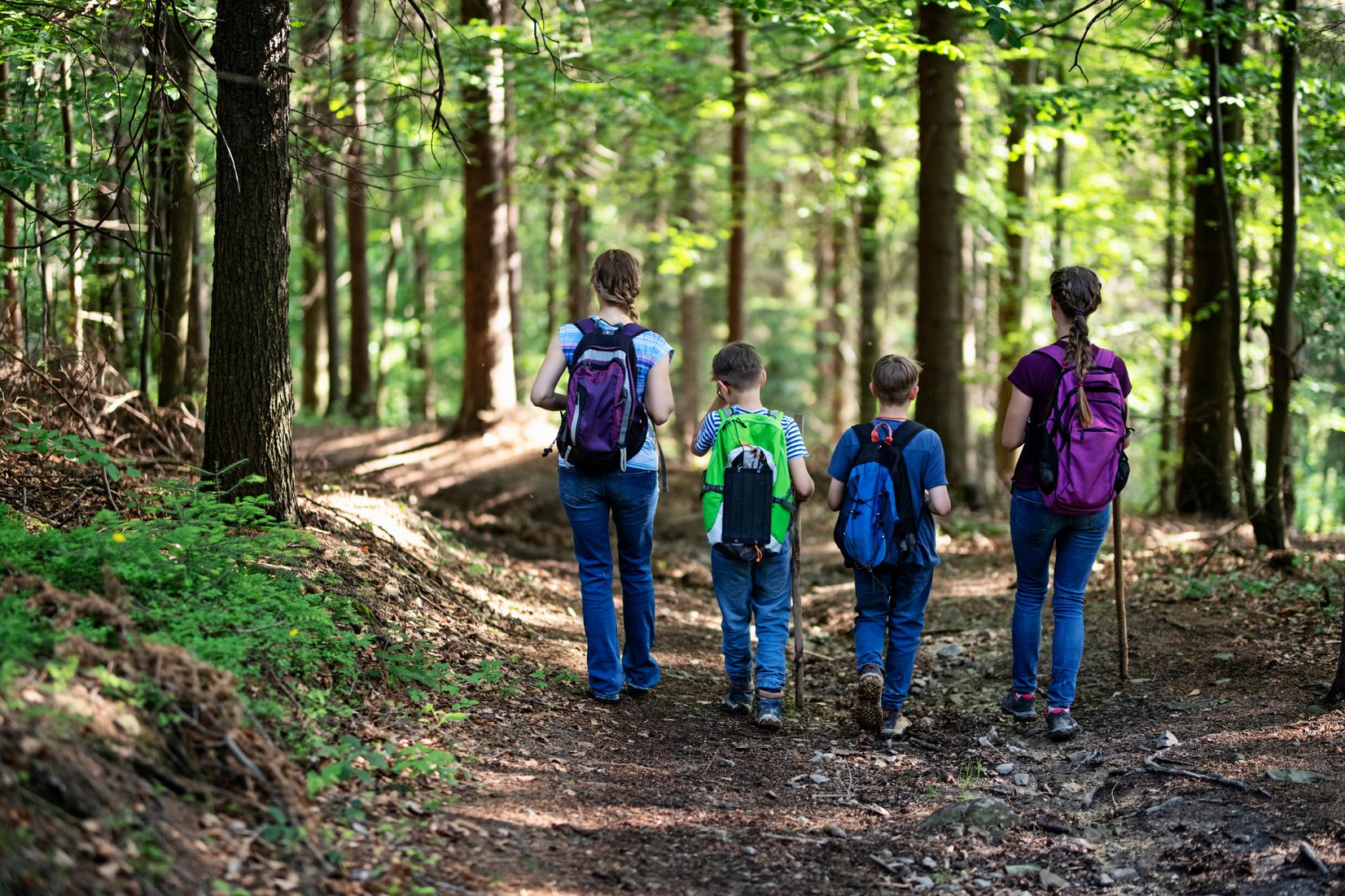 Hiking family hiking in forest