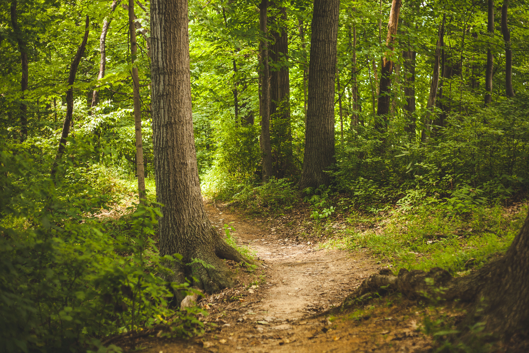 Path in the Forest