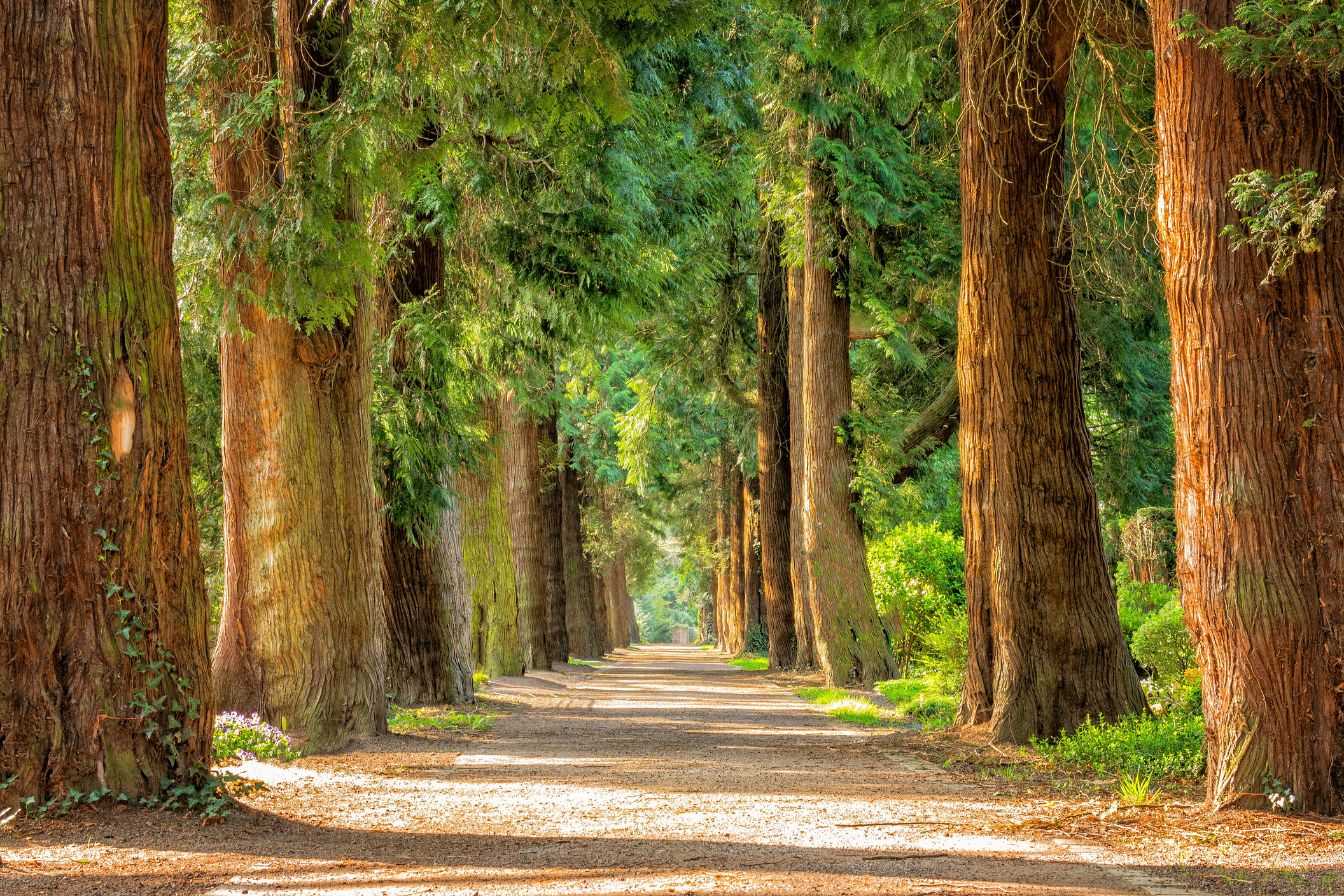 A Forest Path