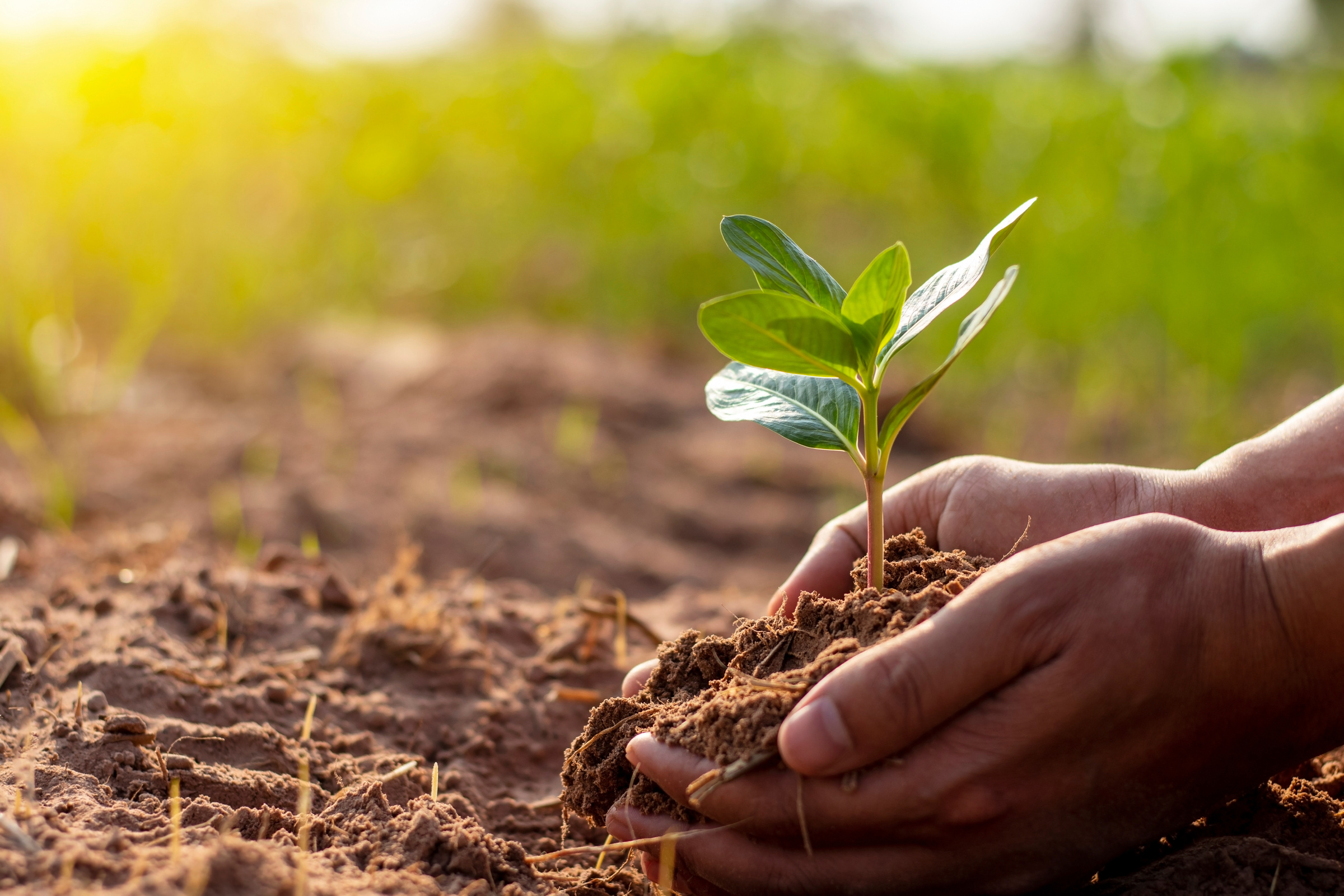 Human Hands Planting Young Plant on Soil