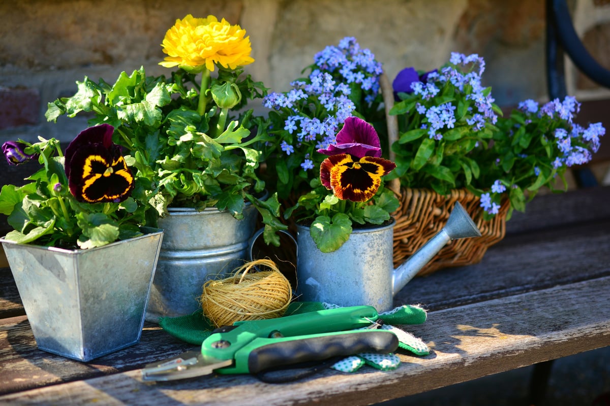 Pots of Plants