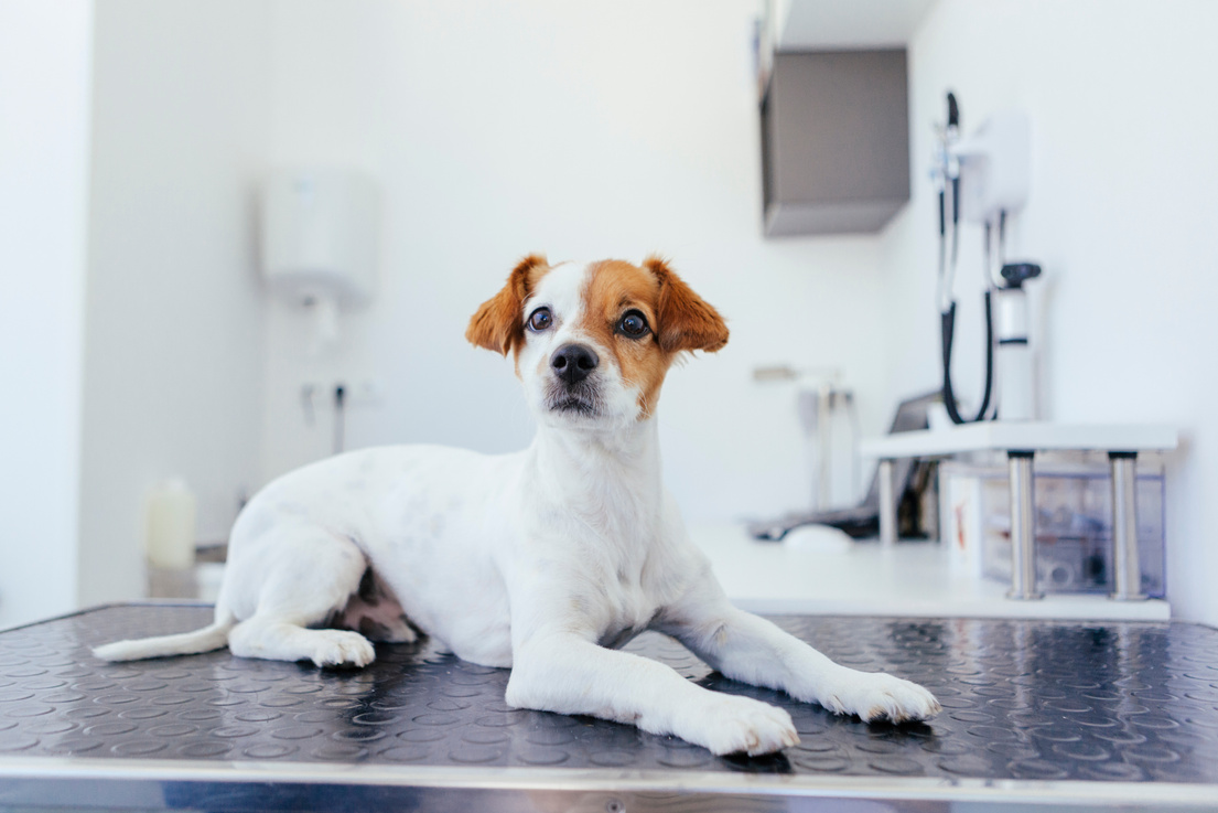 scared dog waiting on the vet