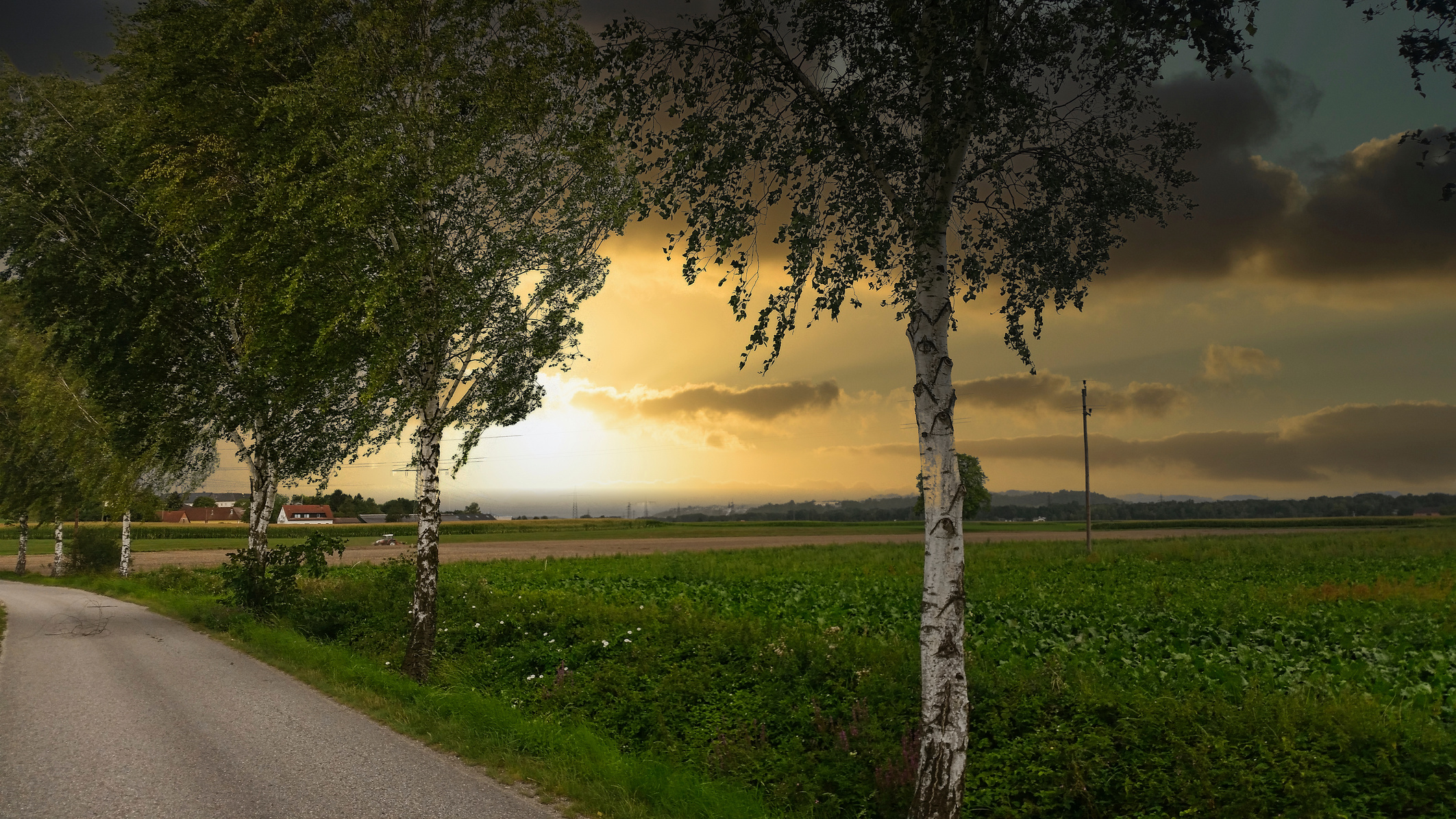 Morning View of a Field