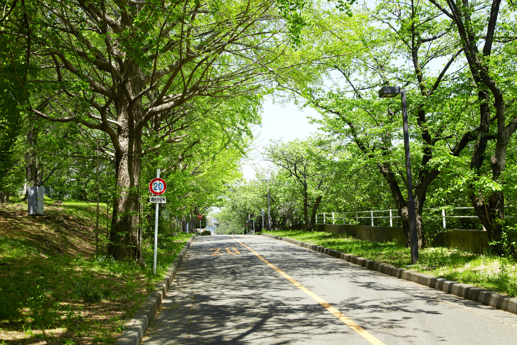 Street trees