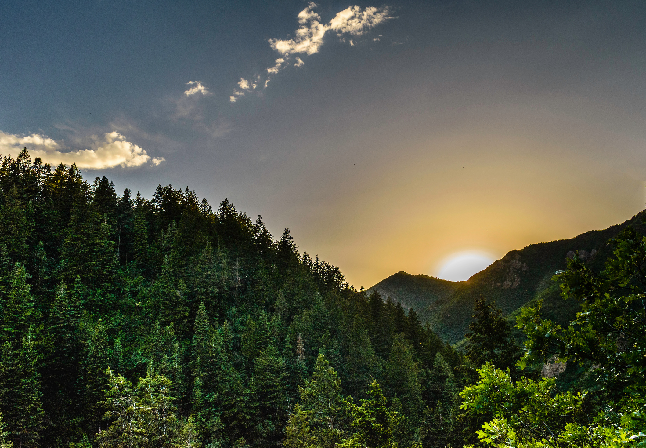 Forest Sunrise View